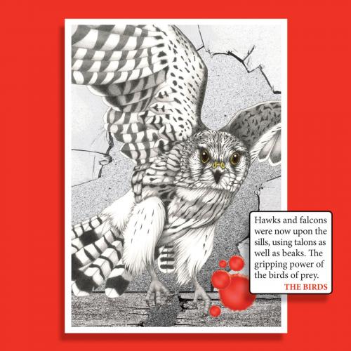 Photo Gallery Image - Birds of all sizes attack, this time it's a falcon