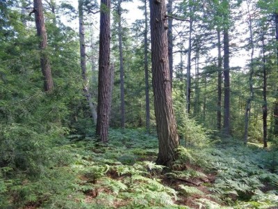 DduMSA Forest image