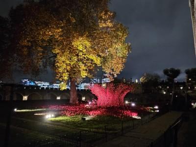 Poppies beside the White Tower