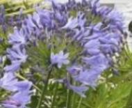 The du Maurier Fowey Literary Festival Secret Gardens 2026 